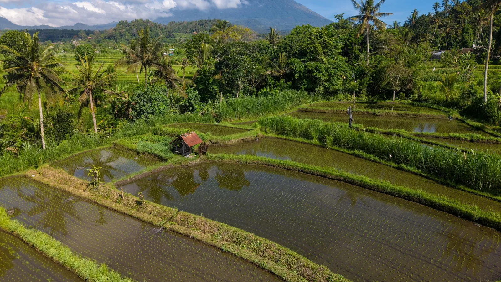 Rice terraces in Bali with layered tropical green fields