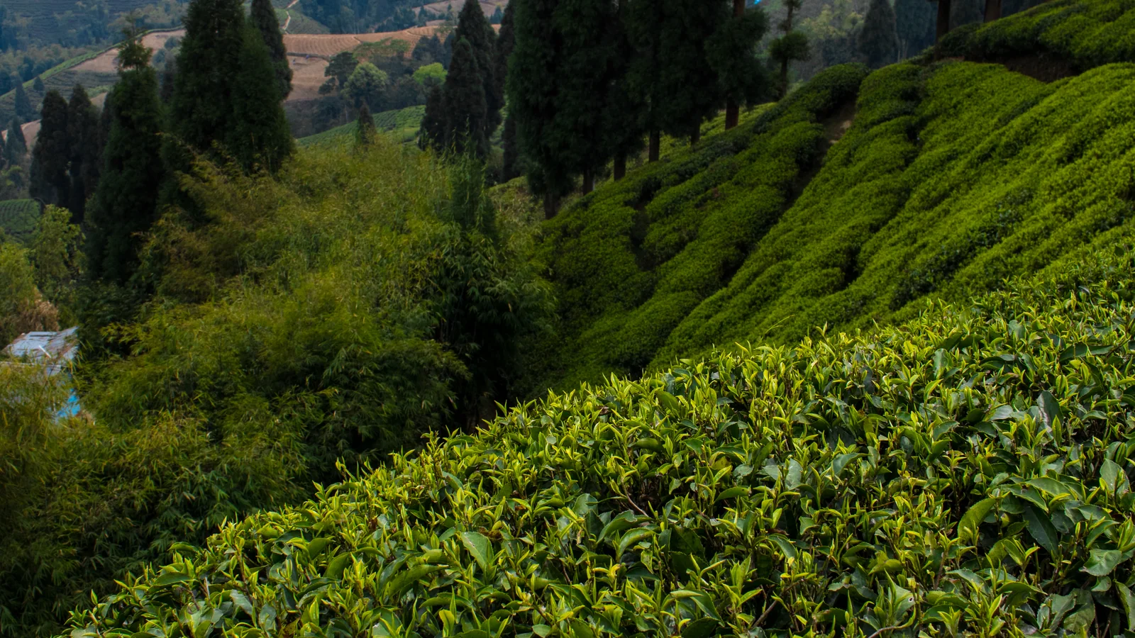 Tea gardens climbing the hillsides of Darjeeling