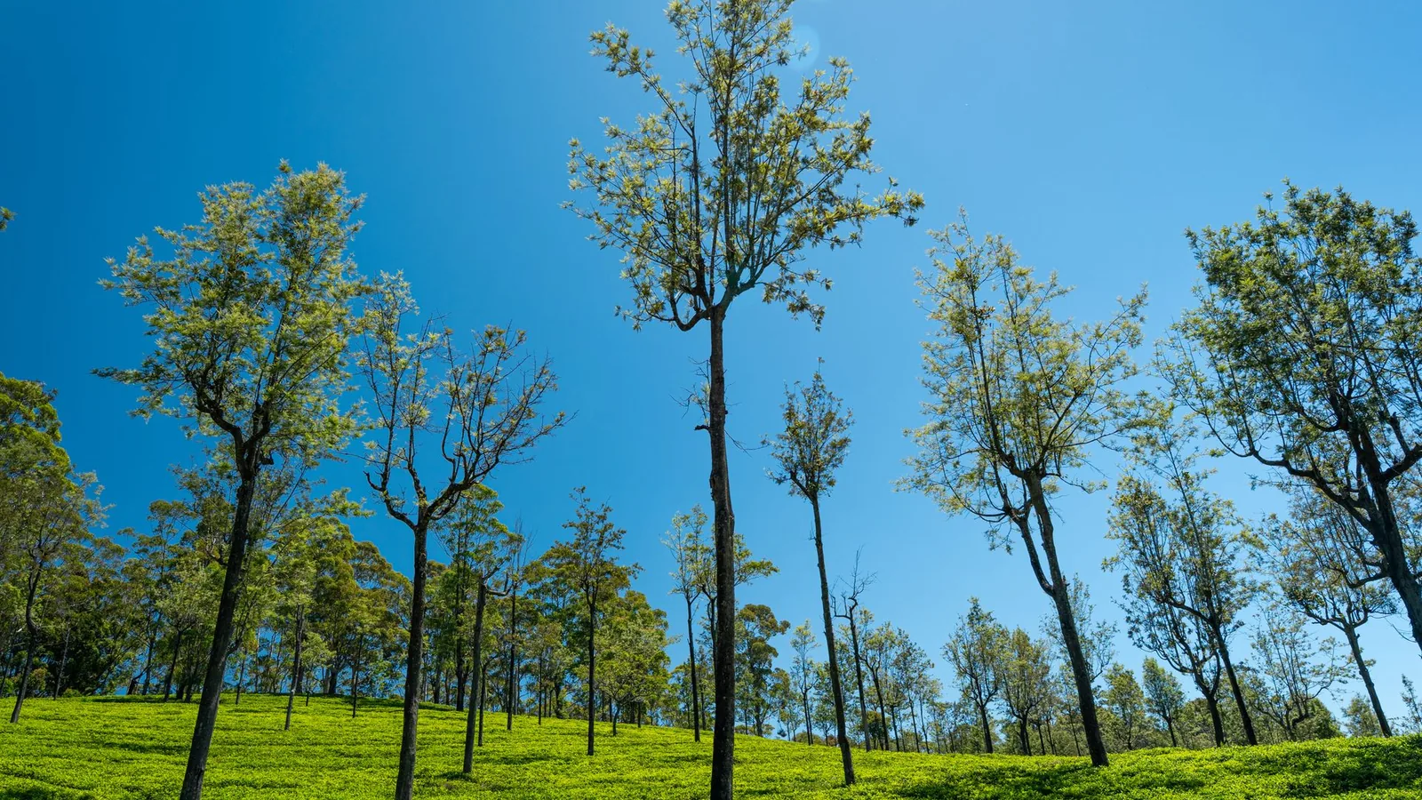 Sri Lanka Island Circuit package