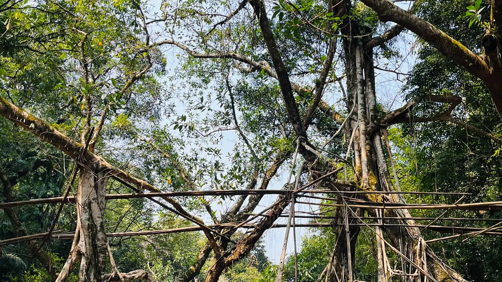 Living root bridge in Meghalaya on the Northeast Grand Tour route